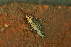 Erannis tiliaria