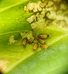 Aspidimorpha miliaris