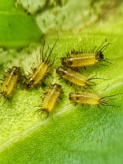 Aspidimorpha miliaris