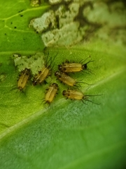 Aspidimorpha miliaris