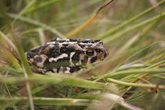 Anaxyrus americanus copei