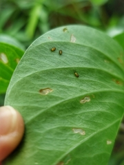 Aspidimorpha miliaris