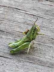 Campylacantha olivacea