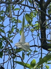 Brugmansia suaveolens