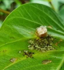 Aspidimorpha miliaris