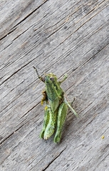 Campylacantha olivacea