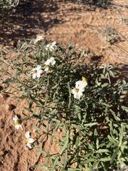 Melampodium leucanthum