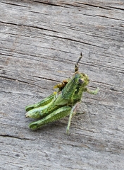 Campylacantha olivacea