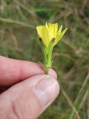 Pyrrhopappus carolinianus