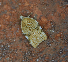 Acleris cervinana