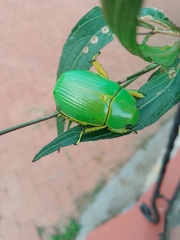 Chrysina psittacina