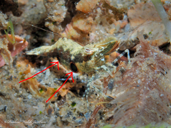 Leander tenuicornis