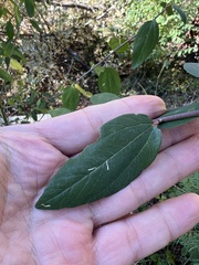 Rhamnaceae