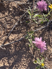 Palafoxia sphacelata