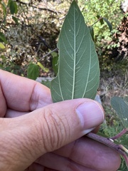 Rhamnaceae