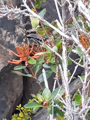 Embothrium coccineum