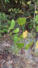 Ampelopsis cordata