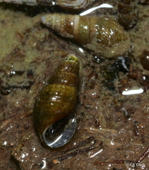 Melanoides tuberculata