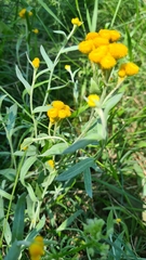 Chrysocephalum apiculatum