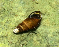 Melanoides tuberculata