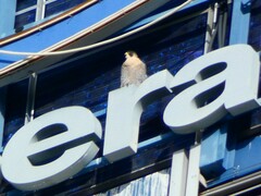 Falco peregrinus