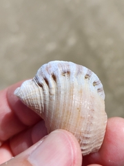 Ranella australasia