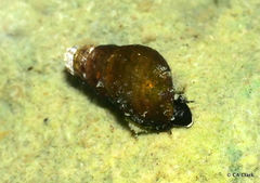 Melanoides tuberculata