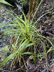 Carex wahuensis