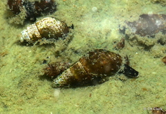 Melanoides tuberculata