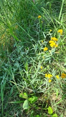 Chrysocephalum apiculatum