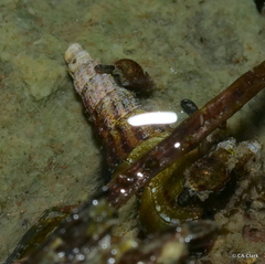 Melanoides tuberculata