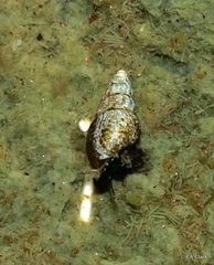 Melanoides tuberculata