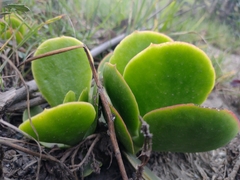 Cotyledon orbiculata