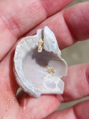 Ranella australasia