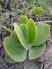 Cotyledon orbiculata