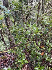 Metrosideros polymorpha