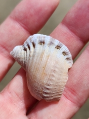 Ranella australasia