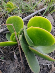 Cotyledon orbiculata