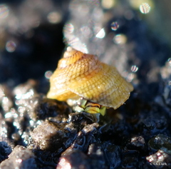 Peasiella tantilla