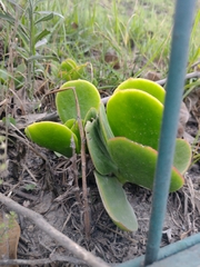 Cotyledon orbiculata
