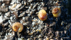 Peasiella tantilla