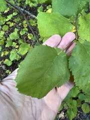 Betulaceae