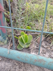 Cotyledon orbiculata