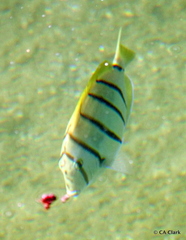 Acanthurus triostegus