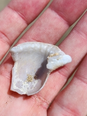 Ranella australasia