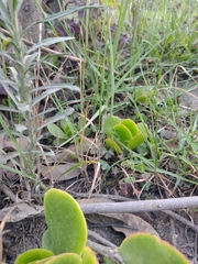 Cotyledon orbiculata