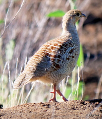Ortygornis pondicerianus