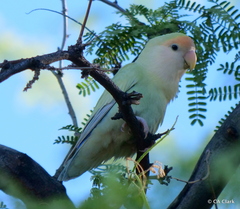 Agapornis roseicollis
