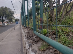 Cotyledon orbiculata