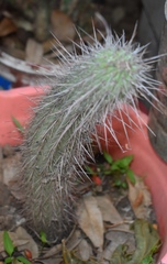 Cleistocactus hyalacanthus